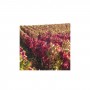 Vigne rouge Demeter 25 gr sachet