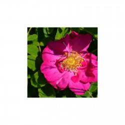 Rose de Provins Demeter 25 gr sachet