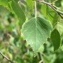 Bouleau blanc feuilles 30 gr sachet