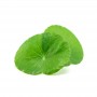 Centella Asiatica bio 60 gélules végétal