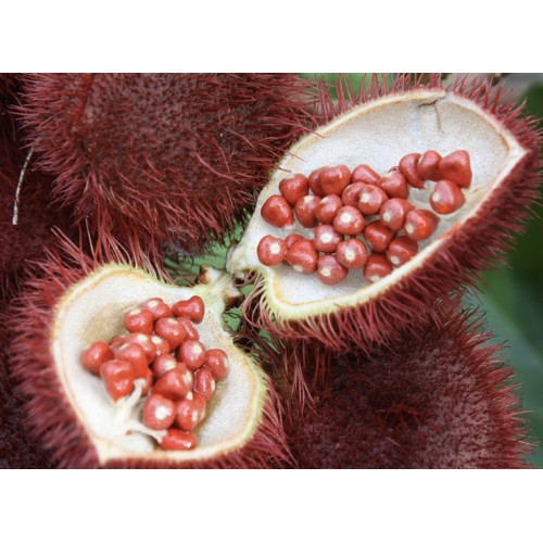 URUCUM (poudre) 50g