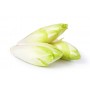 Endive France (4 pièces)