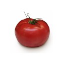 Tomate Ronde Grappe FR